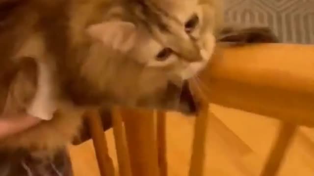 adorable cute animals