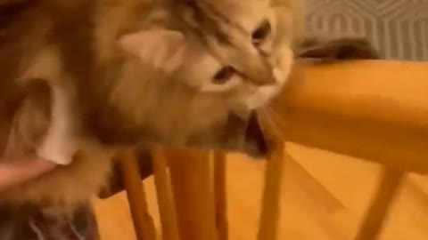 adorable cute animals