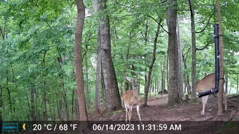 The Woods – 06/15/2023