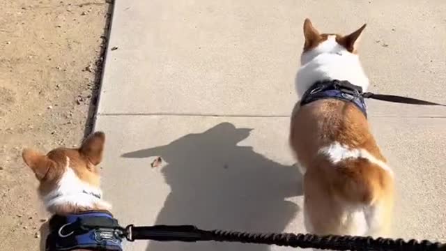 him walkin in da worlds #corgi #dogsoftiktok #PetsOfTikTok #petsoftiktok #corgibrothers