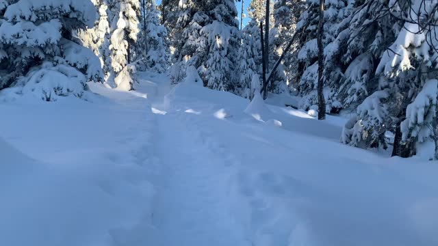 Quintessential Central Oregon in Winter – Swampy Lakes Sno-Park