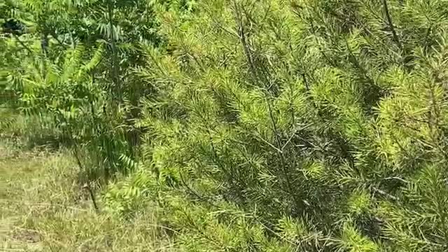 Strange tree with spiky leaves