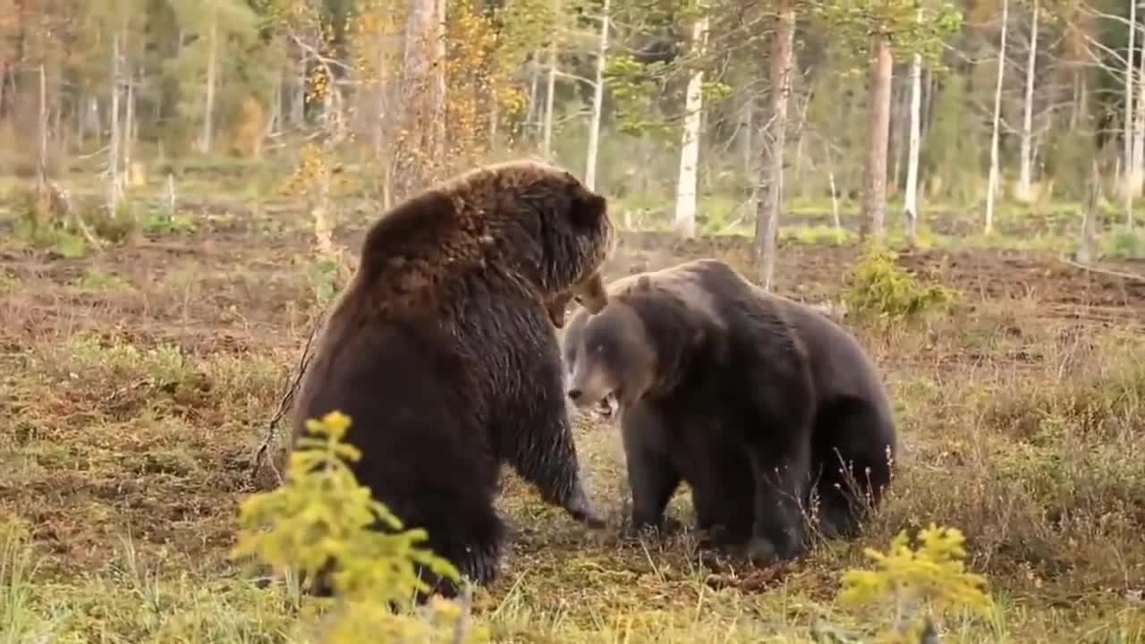 Two black bears are fighting