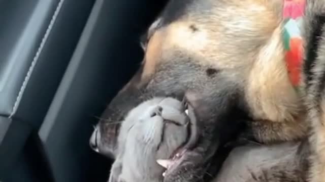 Long car rides be like...🤣 - Funny cats & dogs videos 2021