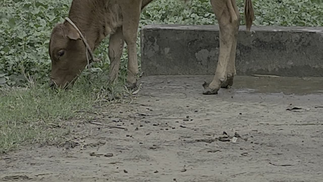 Cow eating grass