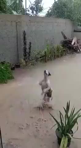 Super Happy Dog Loves Playing in the Rain
