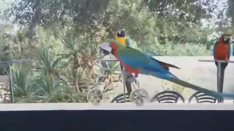 FUNNY PARROTS || Funny BIRDS Compilation Videos