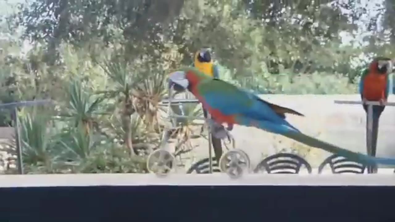 FUNNY PARROTS || Funny BIRDS Compilation Videos