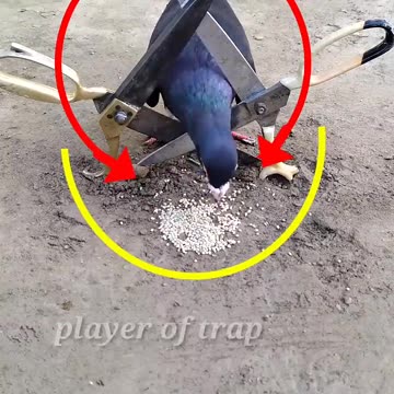 Pigeon trap | bird trap - #shorts #youtubeshorts