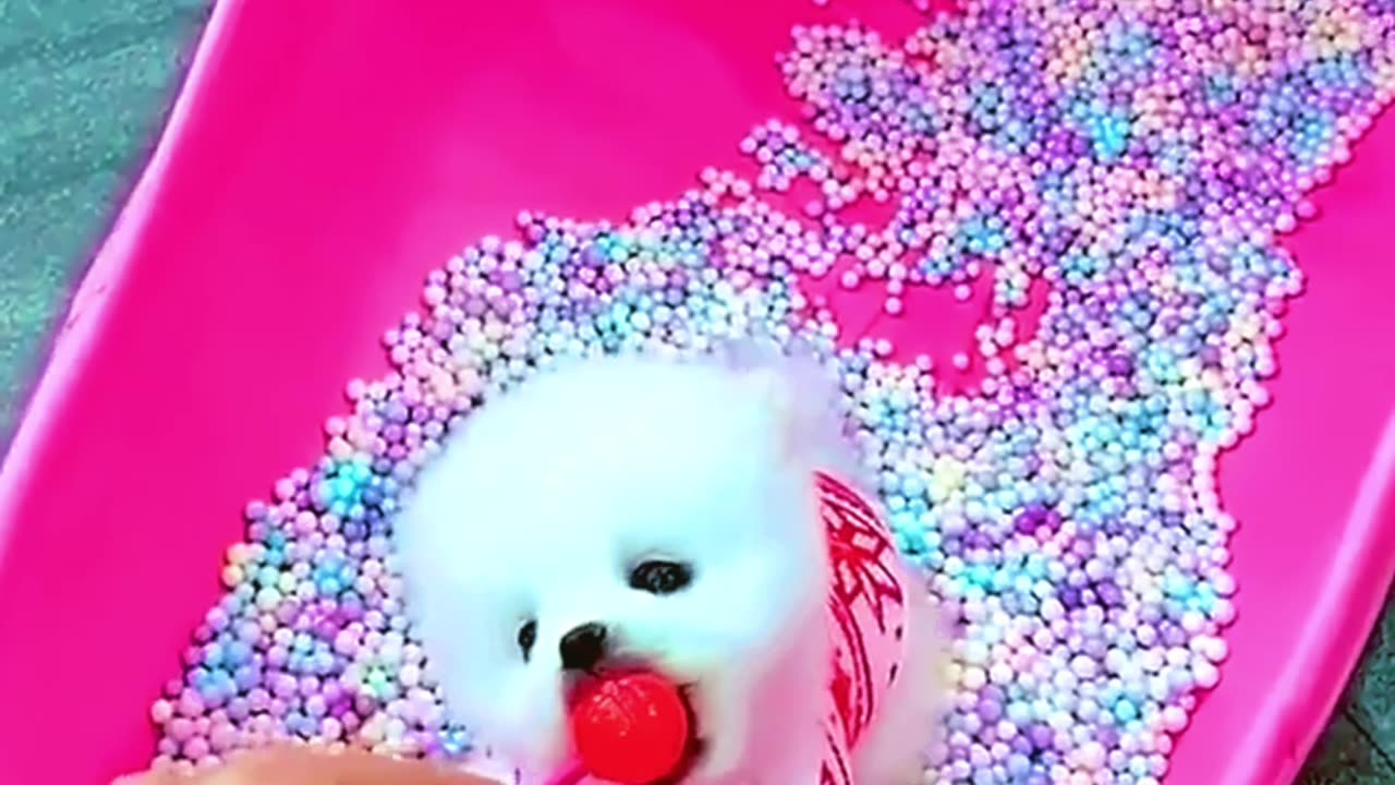 Cute puppies video😍😍😍😍😼😼