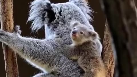 koala and her baby