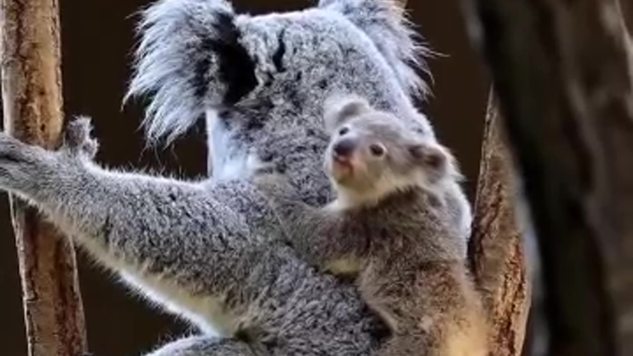 koala and her baby