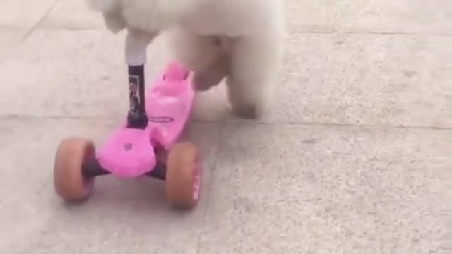 Cute puppy playing scooter