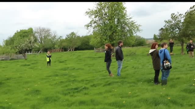 Cows running and playing after moving for the summer