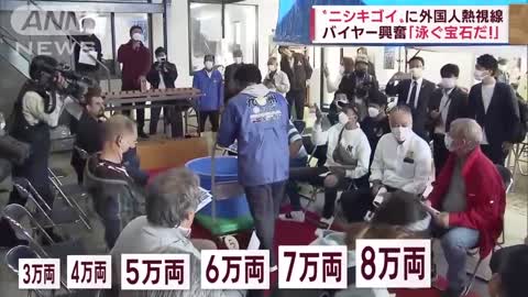 「泳ぐ宝石だ」1億円超えも！“ニシキゴイ”に外国人熱視線 8割が海外輸出(2022年11月11日)_4