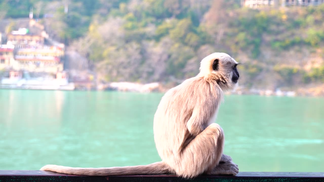 Munkey funny video 👁️🗨️ #Funny, # shorts