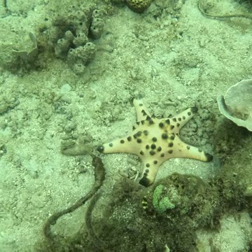 Snorkeling Day, Zamboanga The Reef is Coming Back Alive