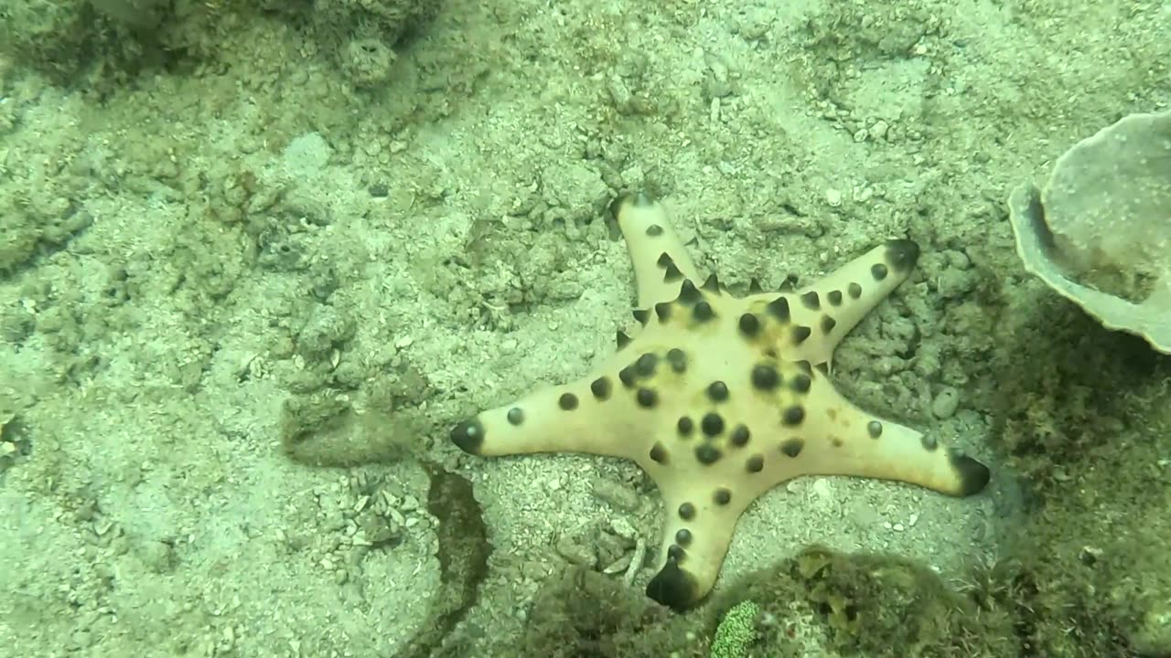 Snorkeling Day, Zamboanga The Reef is Coming Back Alive