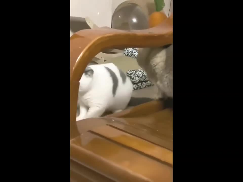 BEST FUNNY VIDEO | try Not to laugh