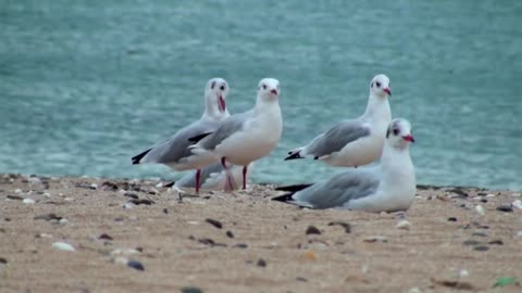 most beautiful Bird video