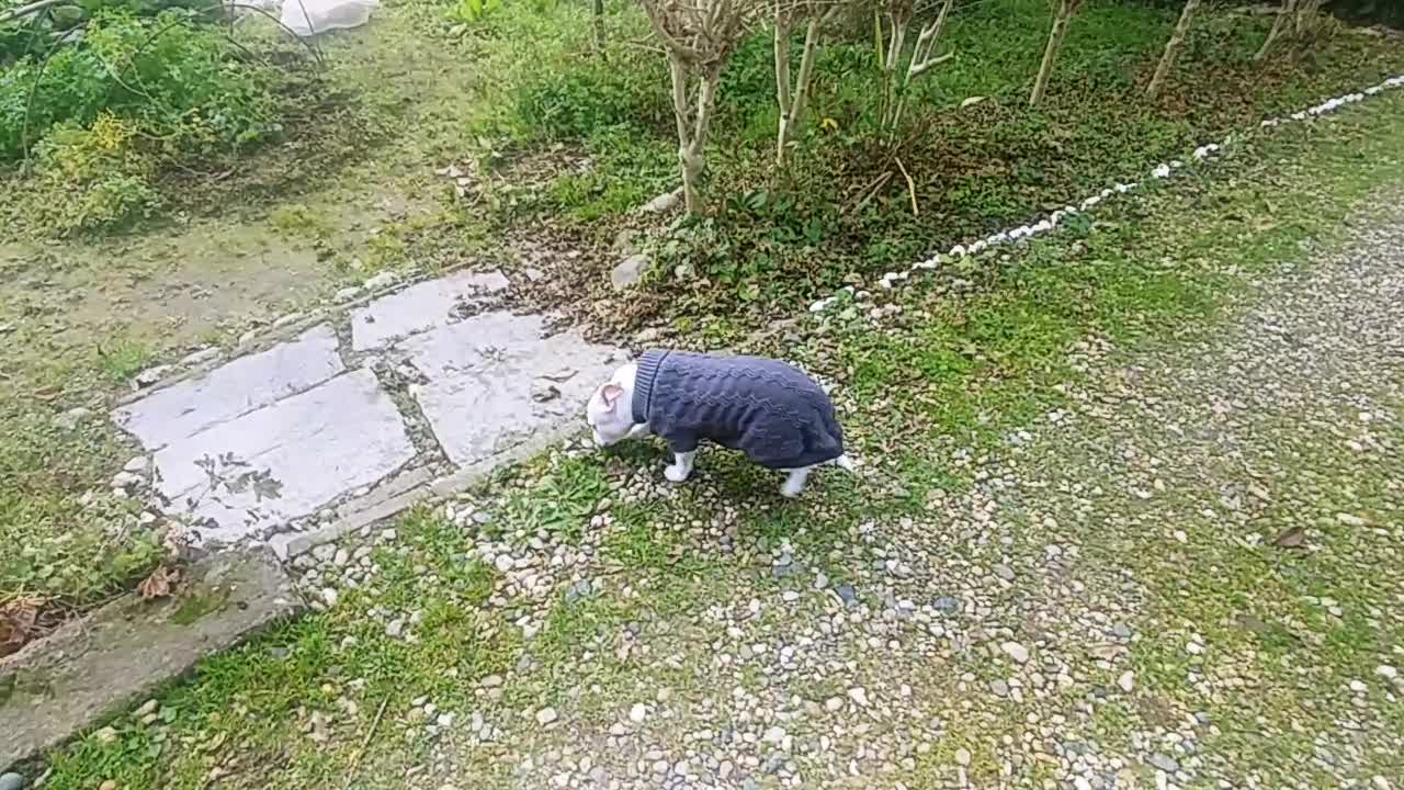 In The Vegetable Garden