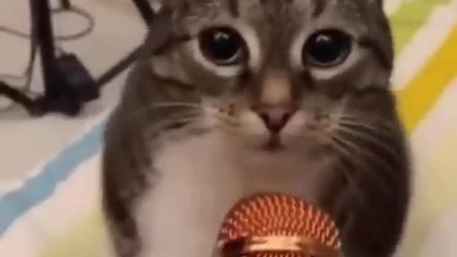 FUNNY CAT REACTION