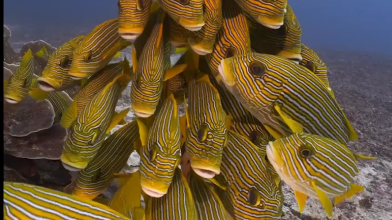 Ribboned sweetlips eye diver in the Dampier Strait, Raja Ampat