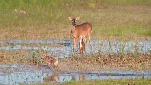 Twin fawns playing in the marsh as mother watches over them