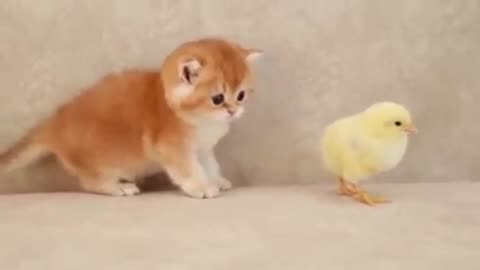 Cat and birds funny video