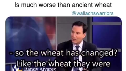 Modern Wheat is much worser than ancient wheat