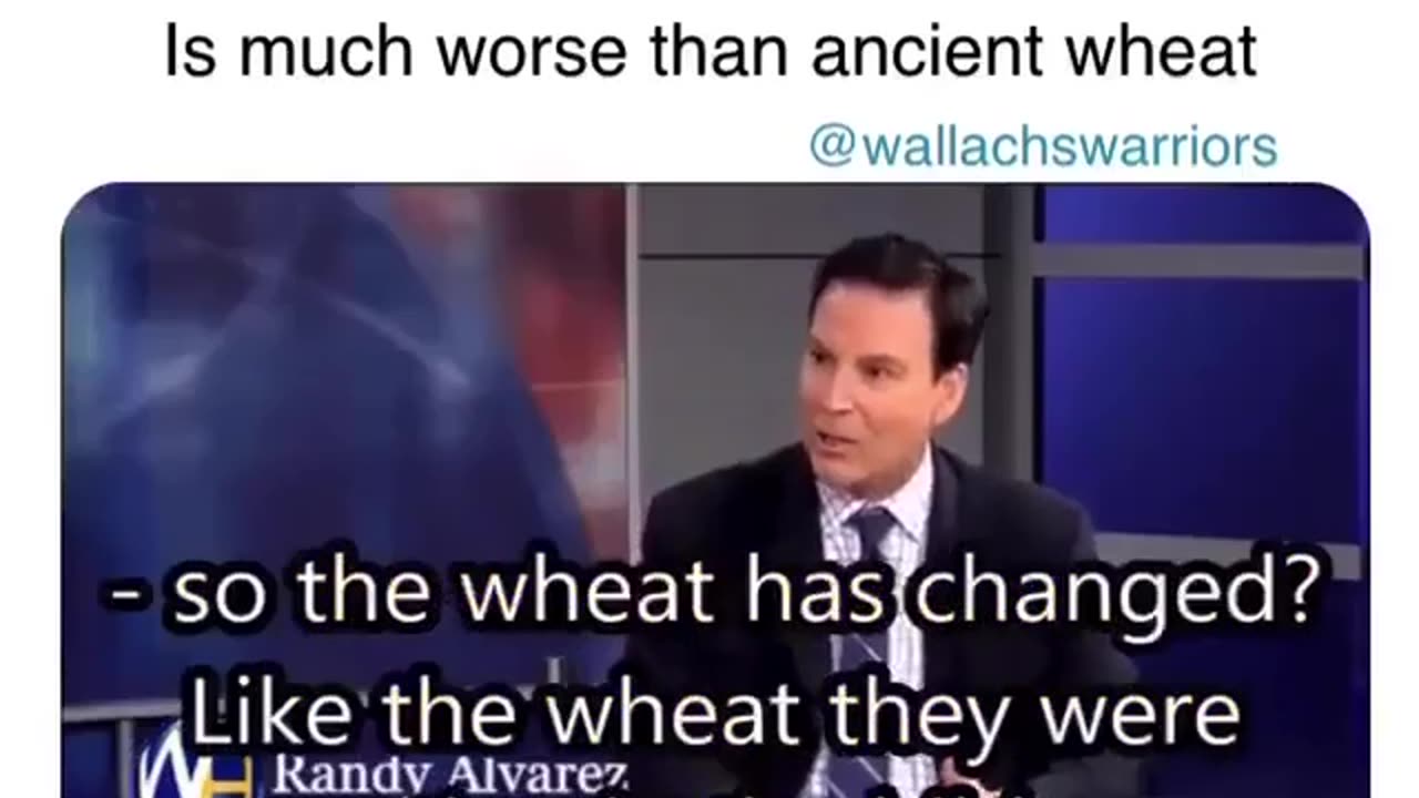 Modern Wheat is much worser than ancient wheat