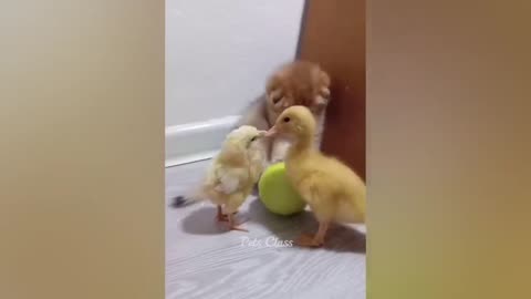 Funny animal video