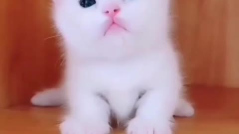 Funny and cute cat video 😍😍😍