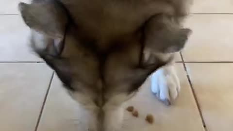 Husky Eats 500 Kibble In 60 Seconds!