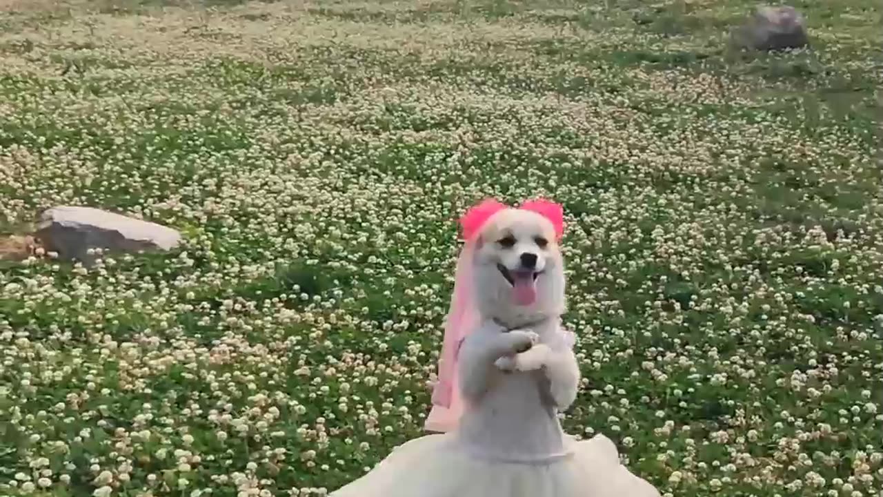 Dog and puppy dancing video 🤣