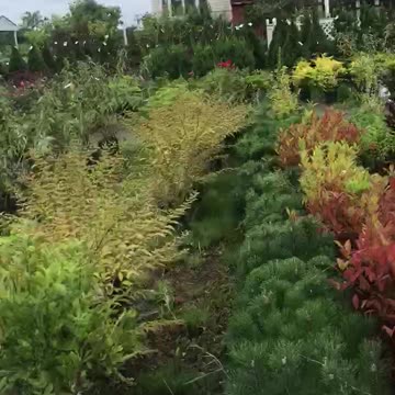 Sales yard at Highland Hill Farm in fountainville pa call us at 215 651 8329