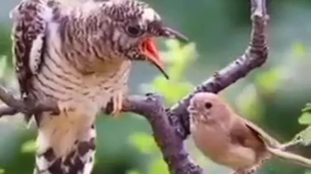 Quail bird feeding