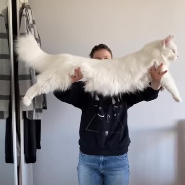 VERY BIG SIZE MAINA COON CAT FEMALE.
