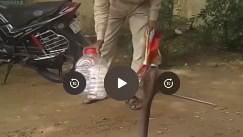 Snake catching man