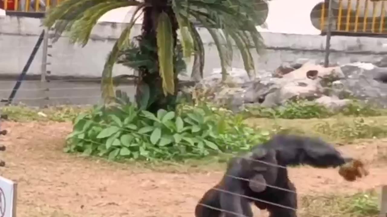 Gorilla's Anger #shorts #shortsvideo #video #viral