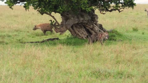 Hyena Lion Conflict 1-9