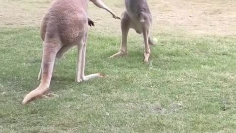 kangaroos