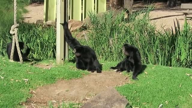 Monkey siamang call