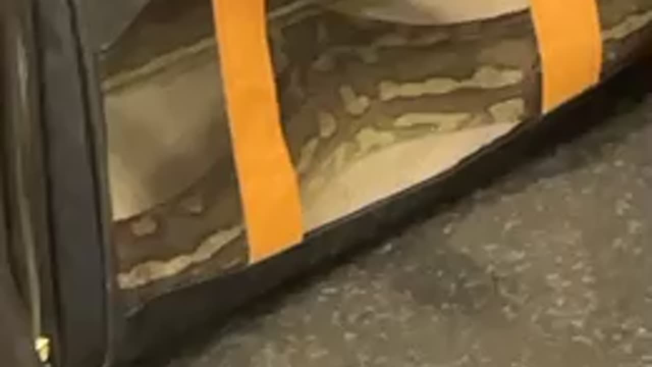 Snake sitting?