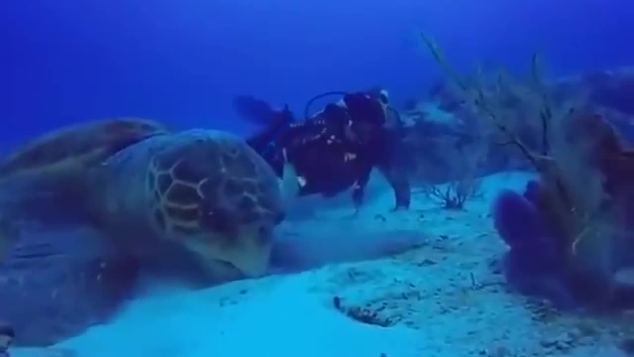 Giant Sea Turtle