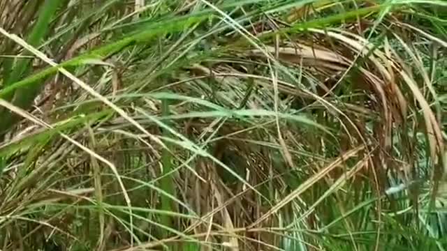 Amazing Rural Fishing Video 🐟 Best Asian Fishing Technique