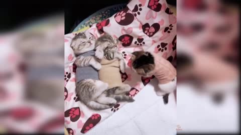 Cute cats