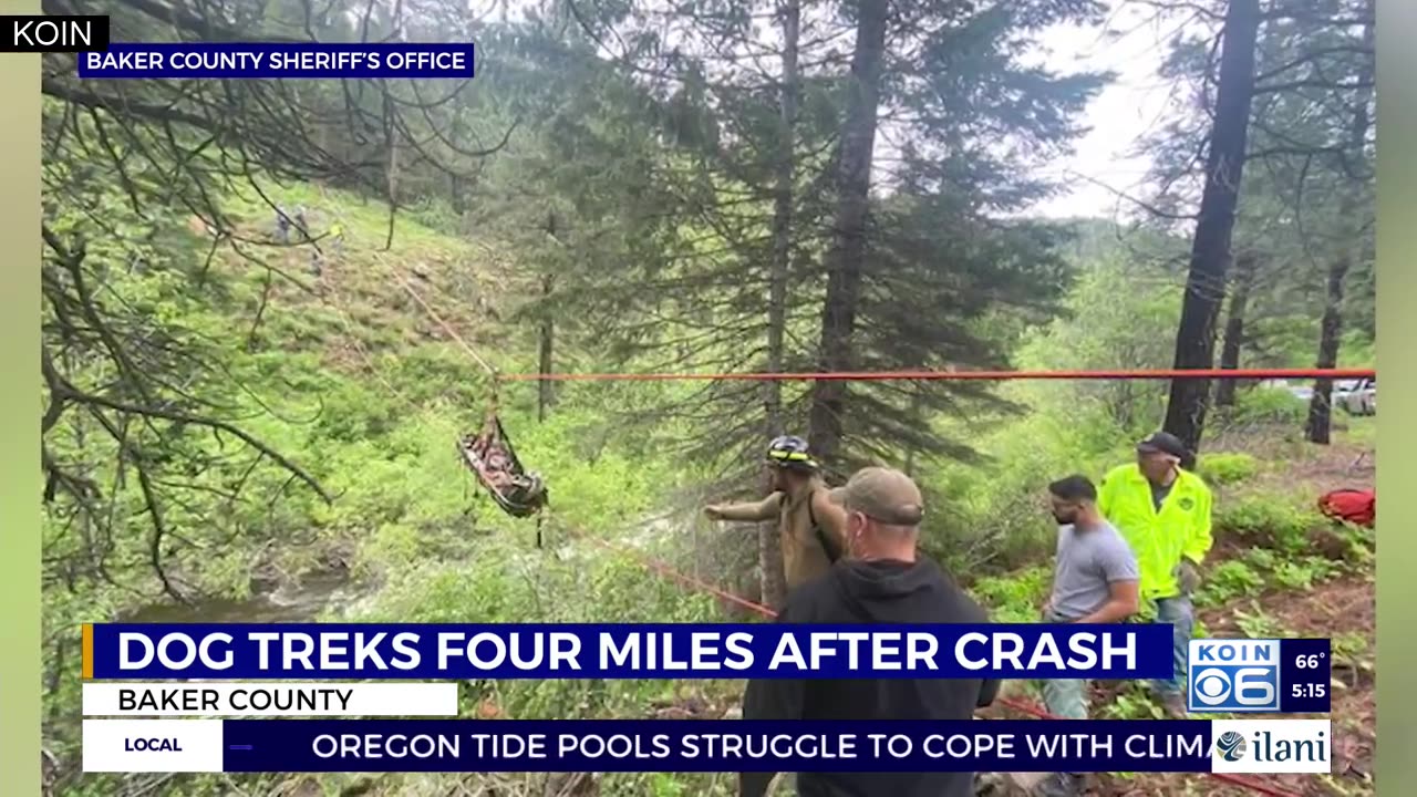 Man, 4 dogs survive 100-yard plummet down steep ravine in Oregon