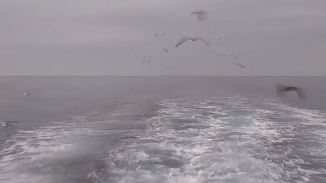 Birds at Sea!