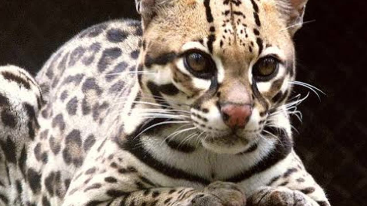 2023 ocelot and 5000 bce ocelot || mythical biology|| #greekmythology